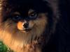 Pomeranian Muffin (Sengi wit lambent vit) 