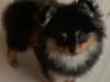 Pomeranian Sansa (Bridget Startup) 
