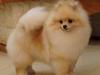 Pomeranian Karma (Simvol Goda classic style) 