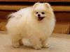 Pomeranian Buddy (Simvol Goda trend Topic) 