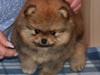 Pomeranian Cæsar (Tsukat Meisehof) 