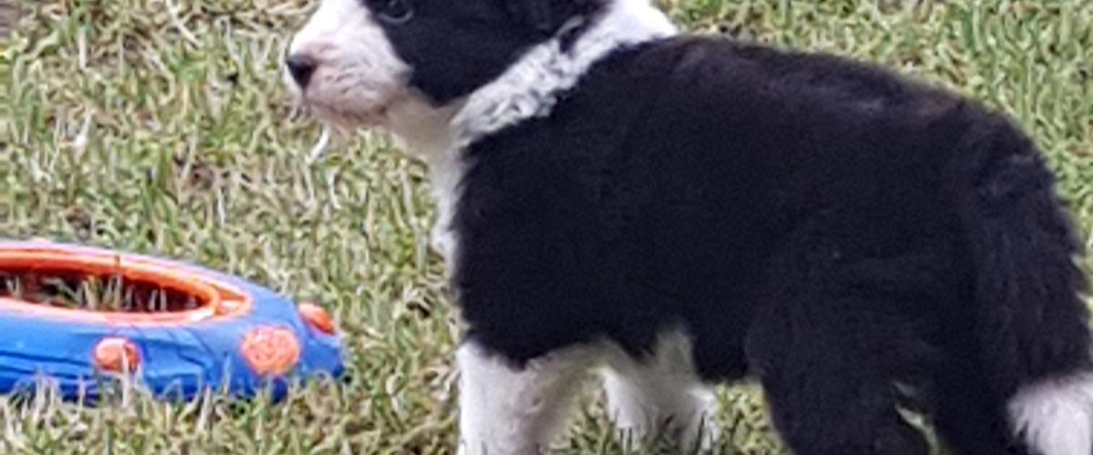 Border collie Q (Kyoõ) - 2019