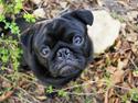 Mops Perrospequeno | Lobbe