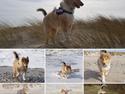 Collie langhåret TKN (US)Keylocs Boomerang of smiles