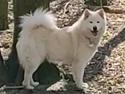 Eurasier Daisy