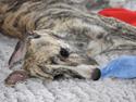 Whippet Didrik