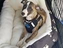 Whippet All Stars Emil