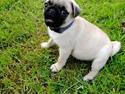 Mops Ludvig