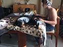 Gravhund Luxie