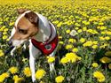 Dansk svensk gaardhund Mille