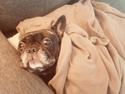 Fransk bulldog Lotte