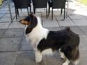 Collie langhåret Fleur