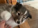 Shetland sheepdog Elverlamshuset's Zacky aka Loui