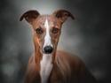 Whippet Bertram