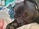 Mops Nova