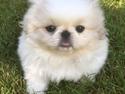 Pekingeser Sus