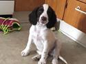 Engelsk springer spaniel Cody