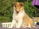 Collie langhåret Ebony Moor´s Ebullient Eya