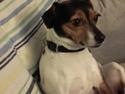 Dansk svensk gaardhund Bonnie