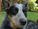 Australsk cattledog Lego