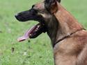 Malinois IGP3 Czhaplin Codi-Fin - over regnbuen