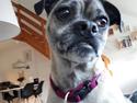 Mops LAIKA