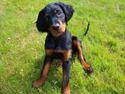 Gordon setter Syd åens Bianca