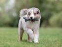 Miniature American Shepherd Ávi / Avicii