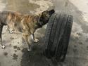 Dogo canario Nala