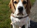 Beagle Charlie