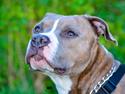 Blanding af racer Zeus