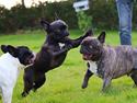 Fransk bulldog Sia