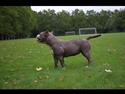 American Bully Holly  (bonus bully holly)