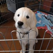 Golden retriever Bella