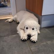 Golden retriever Bella