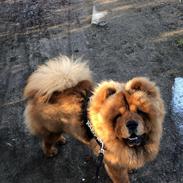 Chow chow Simba