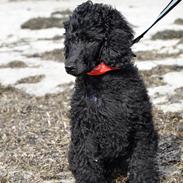 Storpuddel Paris *Rissie*