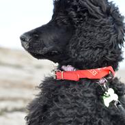 Storpuddel Paris *Rissie*