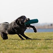 Labrador retriever Freddy