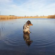 Australian shepherd Nougat