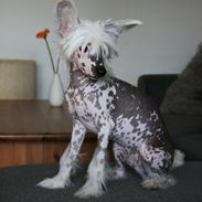 Chinese crested hårløs Malthe