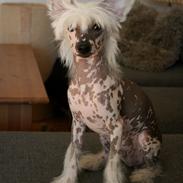 Chinese crested hårløs Malthe