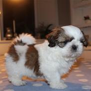 Shih tzu Layalina's Red Velvet