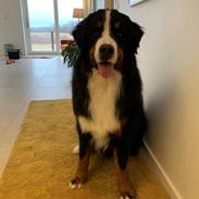 Berner sennenhund Melvin