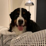 Berner sennenhund Melvin