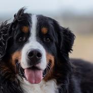 Berner sennenhund Melvin