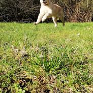 Golden retriever stormy aka Chloé 