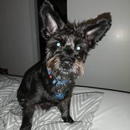 Cairn terrier Amigo