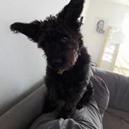 Cairn terrier Amigo