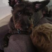 Cairn terrier Amigo